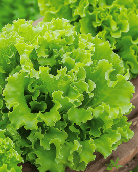 Lettuce Lollo Bionda Seeds Lactuca Sativa Annual