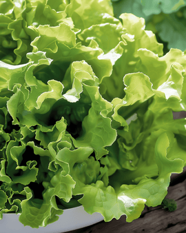 Leaf Lettuce Australian Yellow Seeds Lactuca Sativa Annual