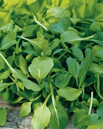 Corn Salad Verte A Coeur Plein 2 seeds (Valerianella locusta) – annual vegetable