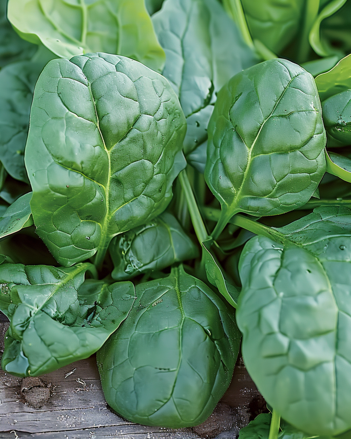 Spinach Nores Early seeds (Spinacia oleracea) – annual vegetable
