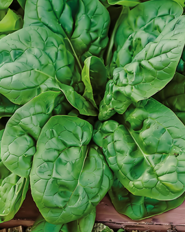Spinach Seeds Viroflex Giant White Spinacia Oleracea Annual