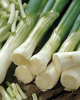 Spring Onion Seeds Long White Ishikura Allium Fistulosum Annual
