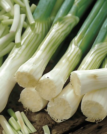 Spring Onion Long White Ishikura seeds (Allium fistulosum) – annual vegetable