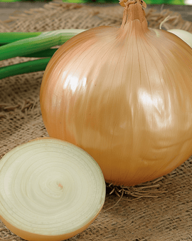 Giant Onion Seeds Ailsa Craig Allium Cepa Annual