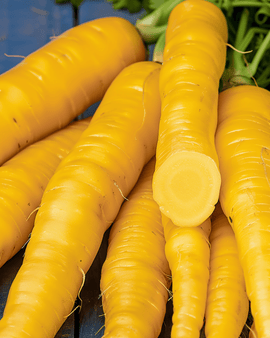 Fodder Carrot Seeds Jaune De Doubs Daucus Carota Annual