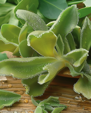 Ice Plant Leaf seeds (Mesembryanthemum crystallinum) – annual vegetable