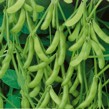 Edamame Soybean Green Shell seeds (Glycine max) – annual vegetable