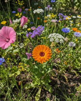 Wildflower Seeds Mixture Organic Annual Flowers Mix 2g Pack