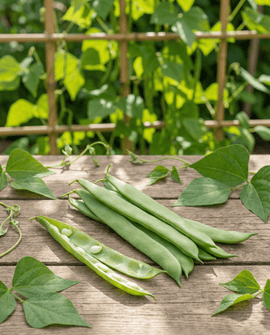 Climbing French Bean Seeds Helda Phaseolus Vulgaris Annual