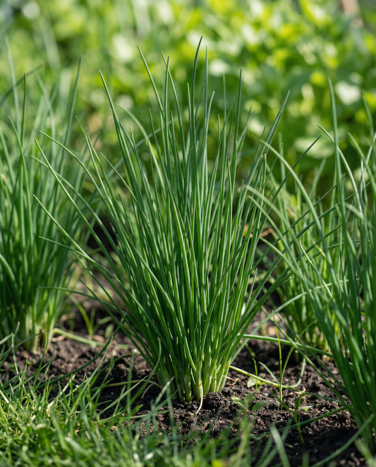 Chives Pads 4 (Allium schoenoprasum) – perennial seed pads seeds from SeedsChoice