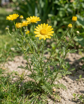 Yellow Chamomile Seeds Anthemis Tinctoria Biennial Flowers