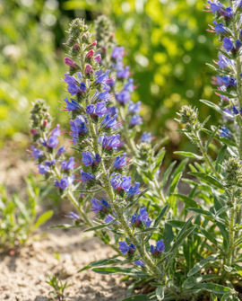 Viper's Bugloss Seeds Echium Vulgare Biennial Flower Mix