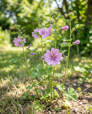 Mallow Mix (Malva sylvestris) – biennial flower seeds from SeedsChoice