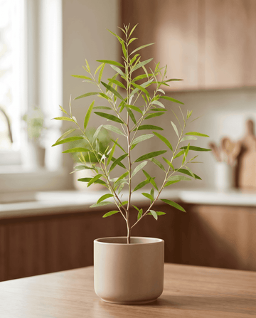 Lemon Scented Gum (Eucalyptus citriodora) – perennial herb seeds from SeedsChoice