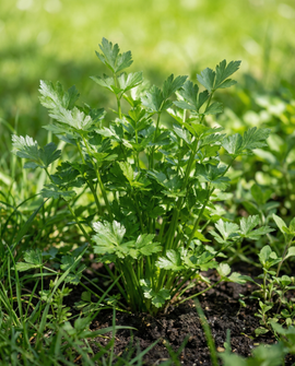 Celery For Cutting Seeds Apium Graveolens Annual Herb