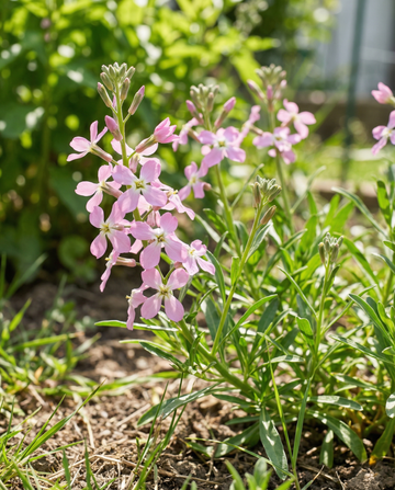 Night Scented Stock Pink (Matthiola longipetala) – annual flower seeds from SeedsChoice