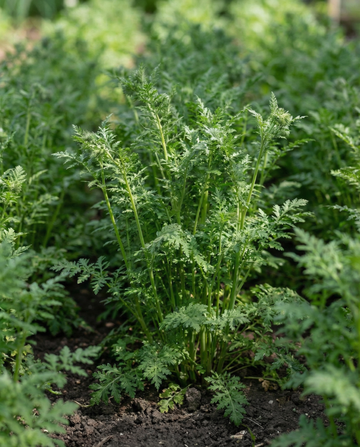 Purple Tansy Green Manure 100g (Phacelia tanacetifolia) – annual green manure seeds from SeedsChoice