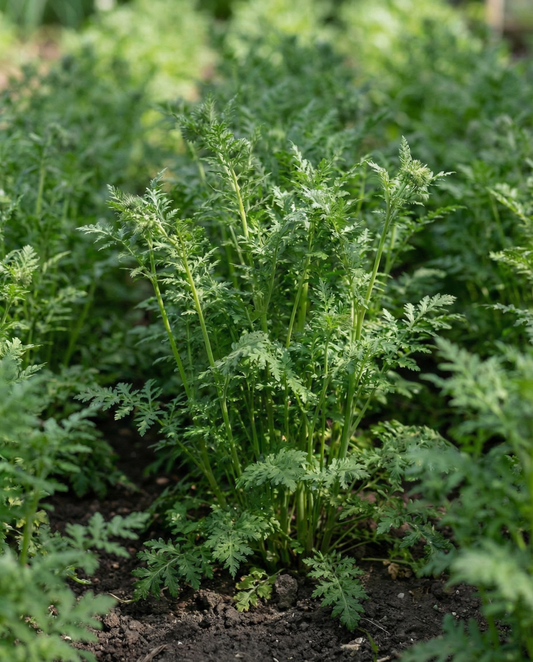 Purple Tansy Green Manure 100g (Phacelia tanacetifolia) – annual green manure seeds from SeedsChoice