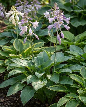 Hybrid Varieties 0.15g seeds (Hosta × hybrida) – perennial mix