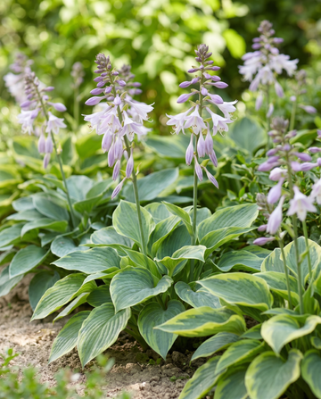 Hybrid Varieties 0.15g (Hosta × hybrida) – perennial mix seeds from SeedsChoice