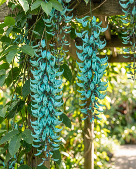 Jade Vine Seeds Strongylodon Macrobotrys Turquoise Flowers Climber