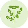 Berries & Small Fruits
