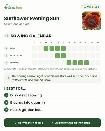 Sowing calendar for Sunflower Evening Sun in a temperate European climate: sow March to June, plant out May to June, blooms July to October; seeds store well until the next sowing season