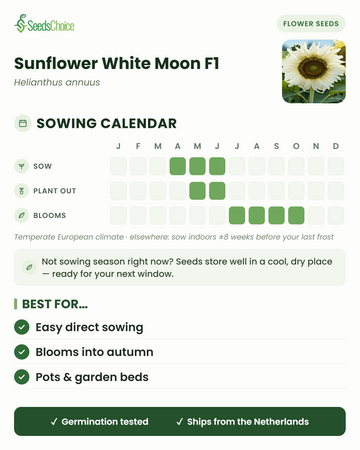 Sowing calendar for Sunflower White Moon F1 in a temperate European climate: sow April to June, plant out May to June, blooms July to October; seeds store well until the next sowing season